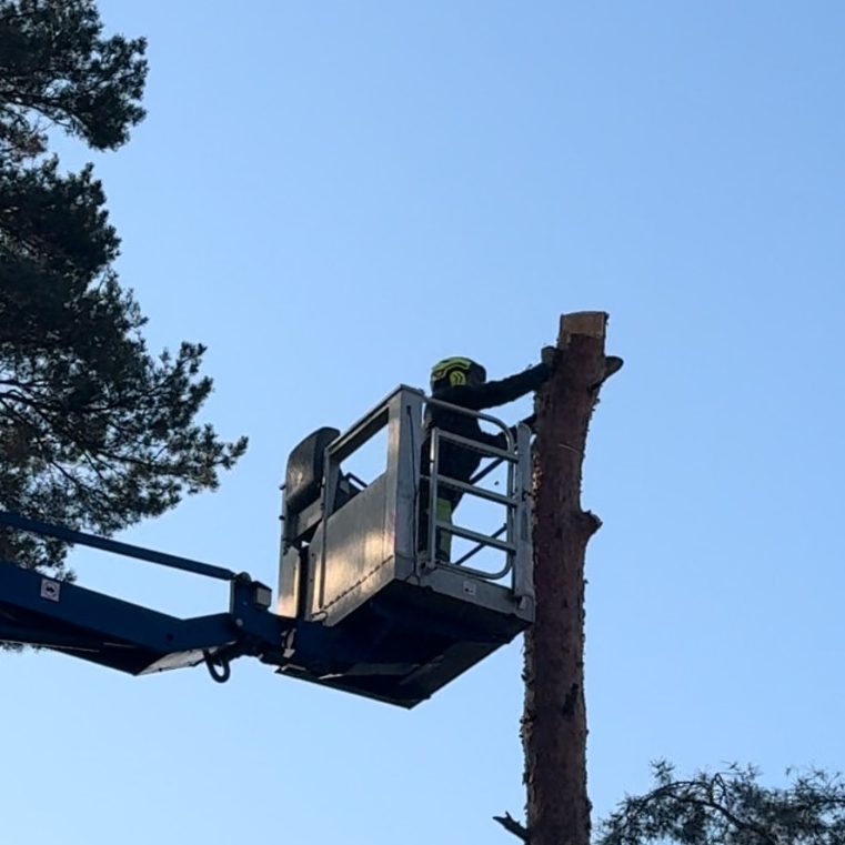 Ein Kran mit einer Person, die einen Baumstumpf sägt, vor einem blauen Himmel.