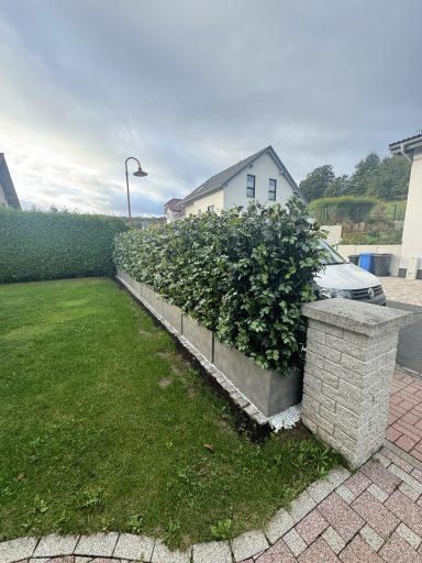 Buchsbaumhecke entlang einer gepflasterten Einfahrt mit einem Haus im Hintergrund.