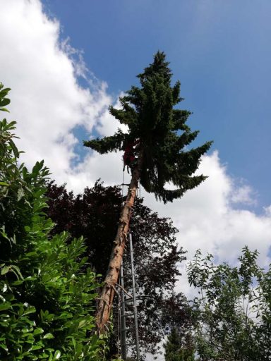 Ein hoher Baum mit einem Kletterer, umgeben von grünen Pflanzen und blauem Himmel.