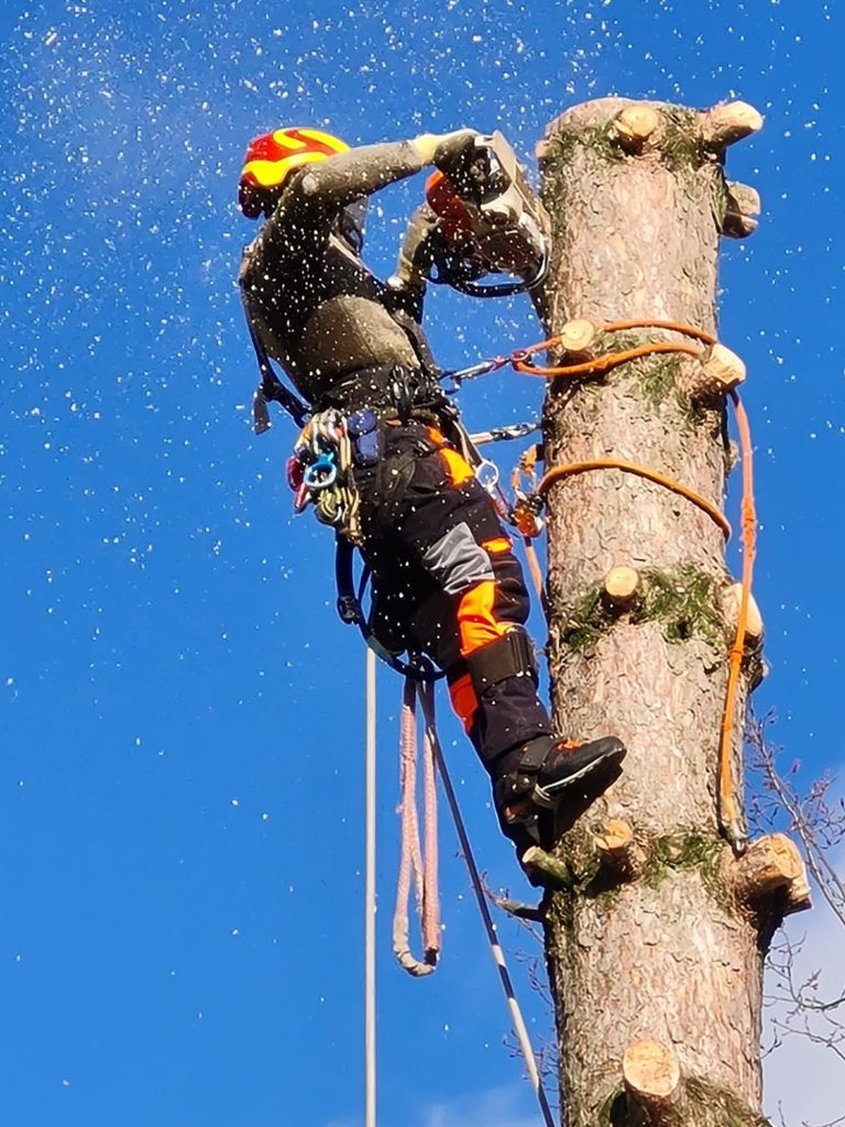 Baumpfleger schneidet einen Baum mit einer Kettensäge in blauer Himmel.