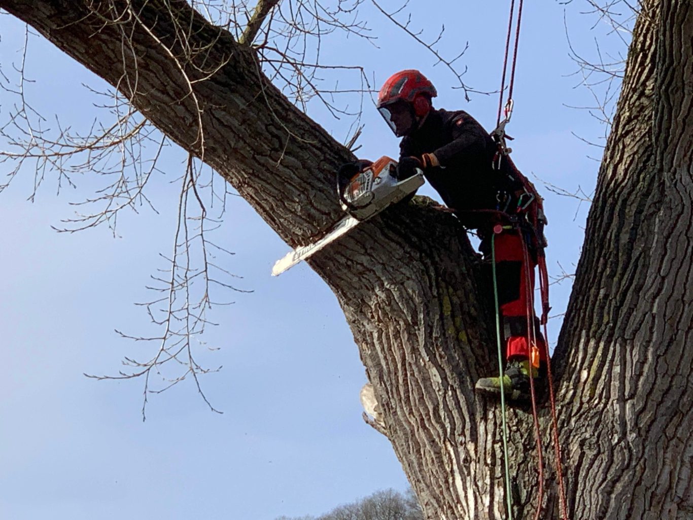 Baumpfleger, der in einem Baum mit einer Kettensäge arbeitet.