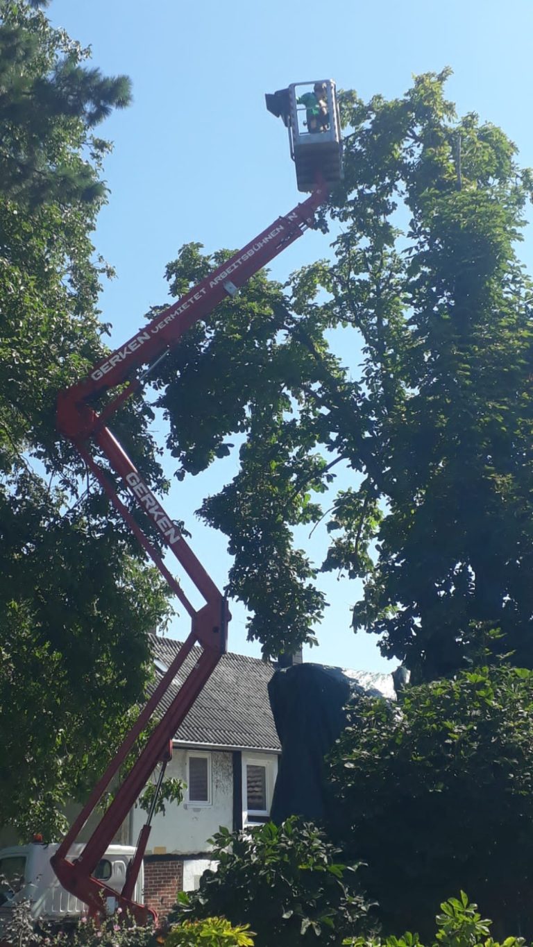 Ein Hubsteiger erreicht hohe Baumäste in einem Wohngebiet.