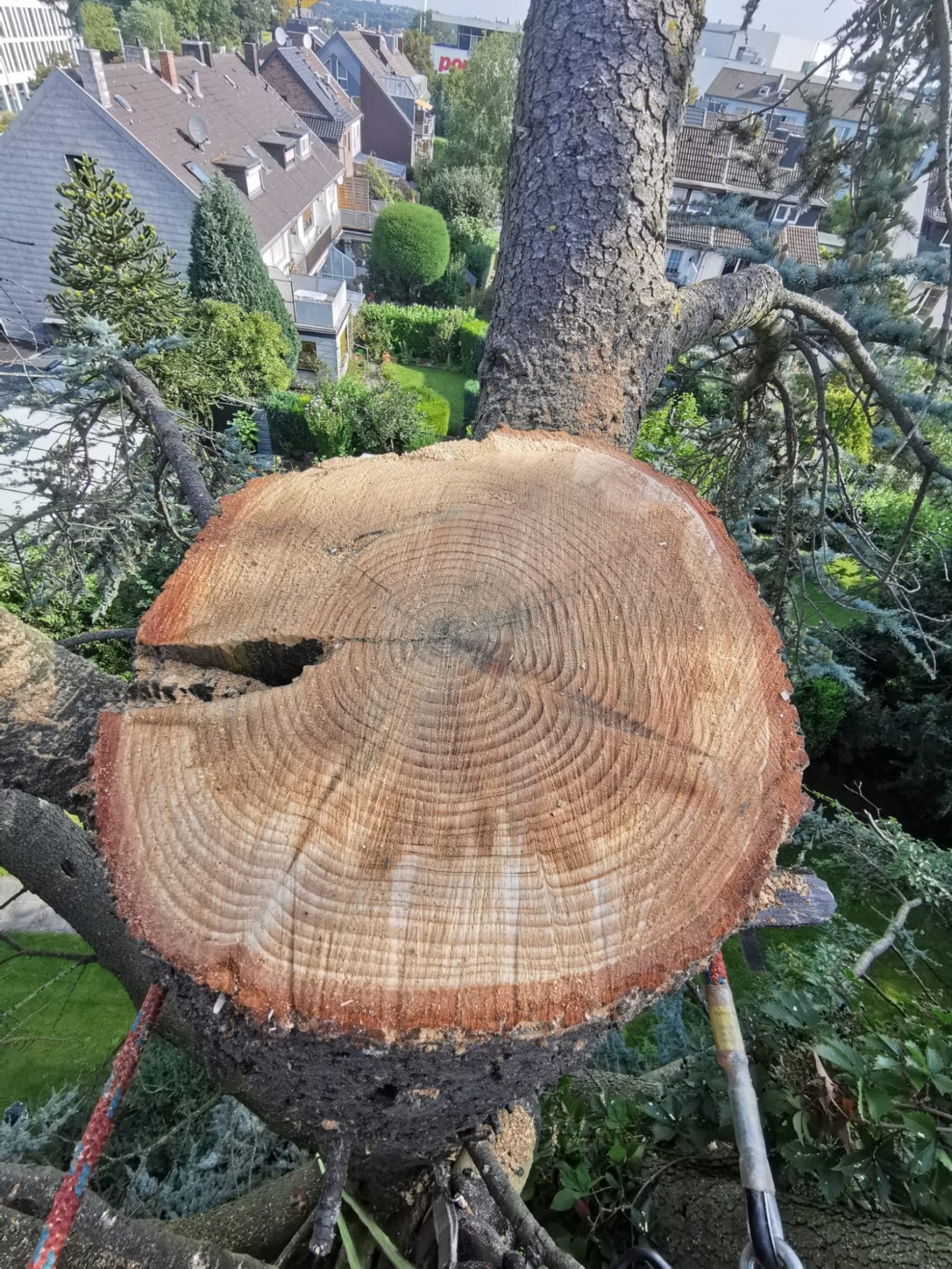 Baumscheibe mit Jahresringen, Teil eines gefällten Baumes, mit Blick auf eine Wohngegend.