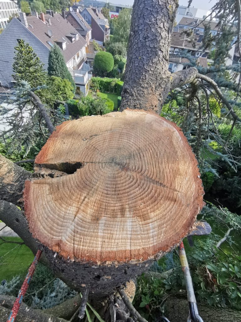 Schnittfläche eines Baumstamms mit sichtbaren Jahresringen und einem Astloch.