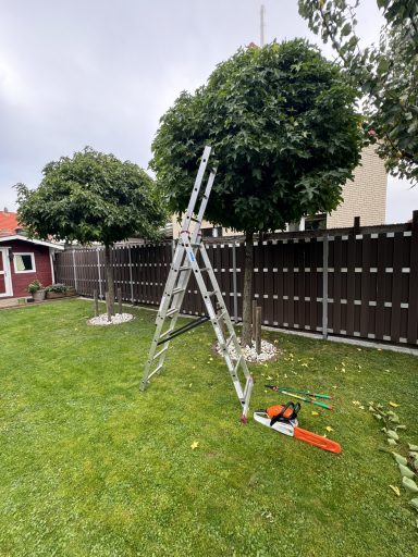 Eine Leiter steht auf einer Rasenfläche neben einem Baum und einem Werkzeug.